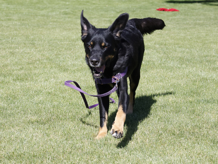 chinook dog